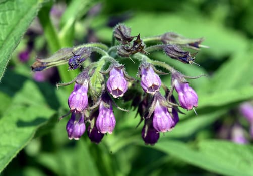 Comfrey,Symphytum,officinale,is a wild plant with white or purple flowers. It is an important medicinal plant and is also used in medicine. Comfrey,Symphytum,officinale,is a wild plant with white or purple flowers. It is an important medicinal plant and is also used in medicine.