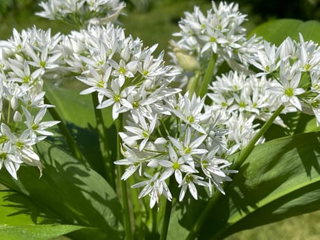 Baerlauch is an important wild herb and medicinal plant that has a garlic scent with white flowers. It has several poisonous double-gaggers,such as Maigloeckchen,Herbstzeitlose,Arum stick. Baerlauch is an important herb and medicinal plant that has a garlic scent with white flowers. It has several poisonous doppelgangers,(double runner) such as lily of the valley,autumn crocus and arum.