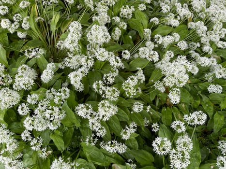 Baerlauch is an important wild herb and medicinal plant that has a garlic scent with white flowers. It has several poisonous double-gaggers,such as Maigloeckchen,Herbstzeitlose,Arum stick. Baerlauch is an important herb and medicinal plant that has a garlic scent with white flowers. It has several poisonous doppelgangers,(double runner) such as lily of the valley,autumn crocus and arum.