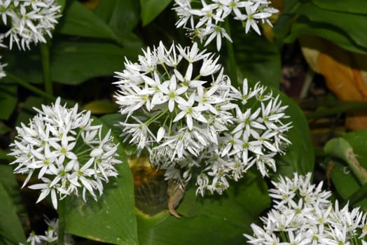 Baerlauch is an important wild herb and medicinal plant that has a garlic scent with white flowers. It has several poisonous double-gaggers,such as Maigloeckchen,Herbstzeitlose,Arum stick. Baerlauch is an important herb and medicinal plant that has a garlic scent with white flowers. It has several poisonous doppelgangers,(double runner) such as lily of the valley,autumn crocus and arum.