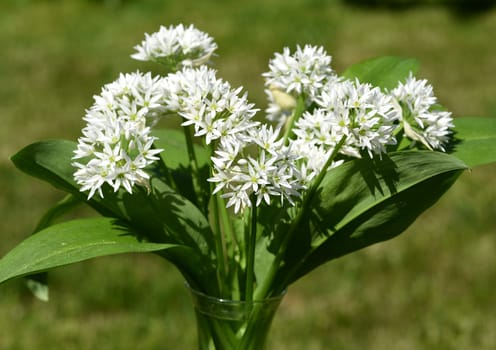 Baerlauch is an important wild herb and medicinal plant that has a garlic scent with white flowers. It has several poisonous double-gaggers,such as Maigloeckchen,Herbstzeitlose,Arum stick. Baerlauch is an important herb and medicinal plant that has a garlic scent with white flowers. It has several poisonous doppelgangers,(double runner) such as lily of the valley,autumn crocus and arum.
