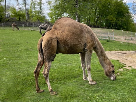 The dromedary,Camelus dromedarius,is a species of mammal in the Camelidae family. The dromedary,Camelus dromedarius,also known as the one-humped or Arabian camel,is a species of mammal from the genus Old World camels.