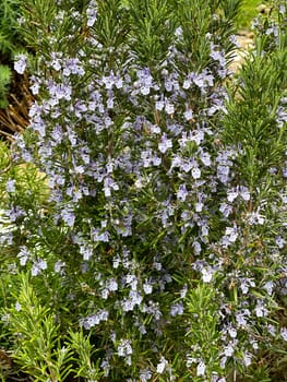 Rosemary,Rosemary officinalis,is a medicinal and herbal plant. Rosemary officinalis,is a medicinal and herbal plant.