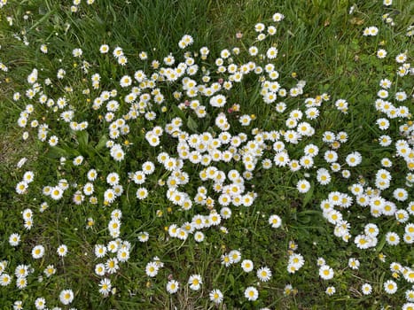 Gaensebluemchen,Bellis Perennis is an edible flower with white flowers. It is an important medicinal plant and is used in medicine. It also occurs wildly,in fields and meadows. Gaensebluemchen,Bellis Perennis is an edible flower with white flowers. It is an important medicinal plant and is used in medicine. It is also often wild on fields and meadows.