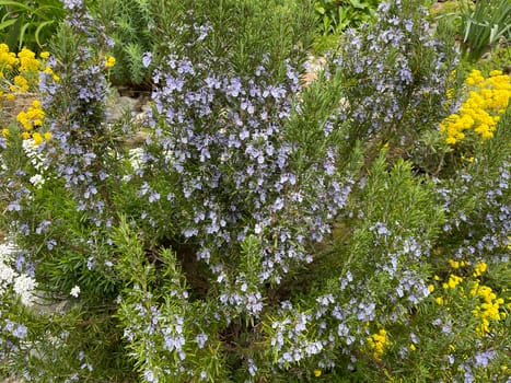 Rosemary,Rosemary officinalis,is a medicinal and herbal plant. Rosemary officinalis,is a medicinal and herbal plant.