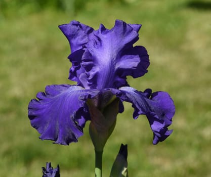 Iris,The iris is a wild flowering flower with blue flowers. The iris is a wild flower with blue flowers.
