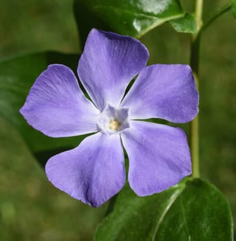 Evergreen,Vinca major,is an important medicinal plant with blue flowers and is also used as ground cover. Periwinkle,Vinca major,is an important medicinal plant with blue flowers and is also used as a ground cover.