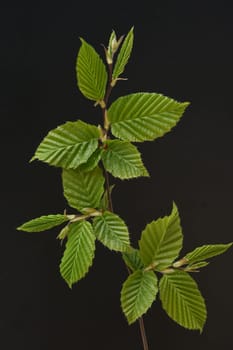 Hornbeam,Carpinus,betulus,is a deciduous tree that often occurs in our forests.  It is a powerful tree and its wood is an important supplier of timber. Hornbeam,Carpinus,betulus,is a deciduous tree that is often found in our forests. It is a mighty tree and its wood is an important source of timber