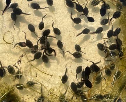 Tadpoles are post-embryonic stages of development – the larvae – of the frog. Tadpoles are postembryonic developmental stages - the larvae - of the anuran.