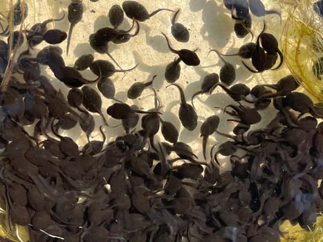 Tadpoles are post-embryonic stages of development – the larvae – of the frog. Tadpoles are postembryonic developmental stages - the larvae - of the anuran.