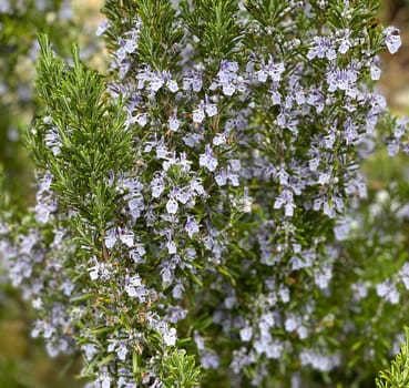 Rosemary,Rosemary officinalis,is a medicinal and herbal plant. Rosemary officinalis,is a medicinal and herbal plant.