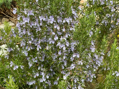 Rosemary,Rosemary officinalis,is a medicinal and herbal plant. Rosemary officinalis,is a medicinal and herbal plant.
