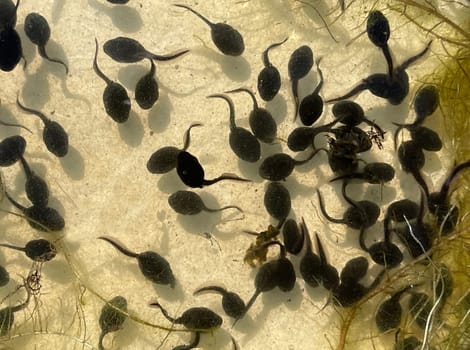 Tadpoles are post-embryonic stages of development – the larvae – of the frog. Tadpoles are postembryonic developmental stages - the larvae - of the anuran.