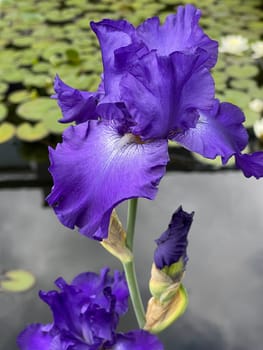 Iris,The iris is a wild flowering flower with blue flowers. The iris is a wild flower with blue flowers.