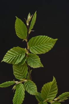 Hornbeam,Carpinus,betulus,is a deciduous tree that often occurs in our forests.  It is a powerful tree and its wood is an important supplier of timber. Hornbeam,Carpinus,betulus,is a deciduous tree that is often found in our forests. It is a mighty tree and its wood is an important source of timber