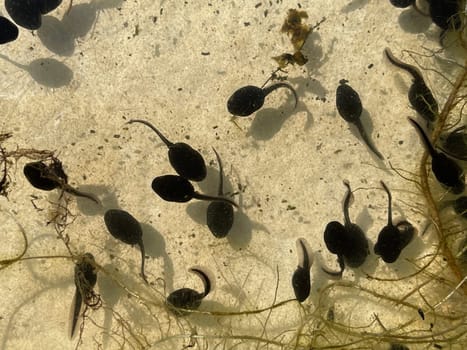 Tadpoles are post-embryonic stages of development – the larvae – of the frog. Tadpoles are postembryonic developmental stages - the larvae - of the anuran.