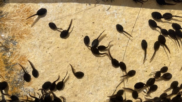Tadpoles are post-embryonic stages of development – the larvae – of the frog. Tadpoles are postembryonic developmental stages - the larvae - of the anuran.