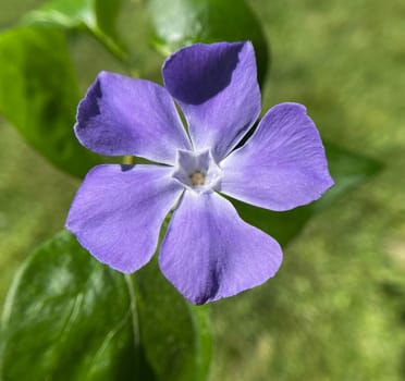 Evergreen,Vinca major,is an important medicinal plant with blue flowers and is also used as ground cover. Periwinkle,Vinca major,is an important medicinal plant with blue flowers and is also used as a ground cover.