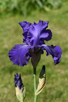 Iris,The iris is a wild flowering flower with blue flowers. The iris is a wild flower with blue flowers.