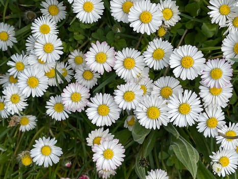 Gaensebluemchen,Bellis Perennis is an edible flower with white flowers. It is an important medicinal plant and is used in medicine. It also occurs wildly,in fields and meadows. Gaensebluemchen,Bellis Perennis is an edible flower with white flowers. It is an important medicinal plant and is used in medicine. It is also often wild on fields and meadows.
