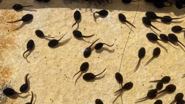 Tadpoles are post-embryonic stages of development – the larvae – of the frog. Tadpoles are postembryonic developmental stages - the larvae - of the anuran.