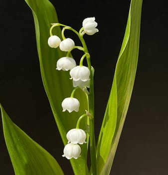 Convallaria majalis has white,blueten. It is a fragrant and poisonous plant and an important medicinal plant,Lily-of-the-valley,Convallaria majalis has white flowers. It is a scented and poisonous plant and an important medicinal plant
