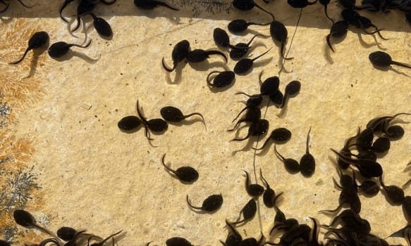 Tadpoles are post-embryonic stages of development – the larvae – of the frog. Tadpoles are postembryonic developmental stages - the larvae - of the anuran.
