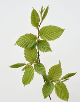 Hornbeam,Carpinus,betulus,is a deciduous tree that often occurs in our forests.  It is a powerful tree and its wood is an important supplier of timber. Hornbeam,Carpinus,betulus,is a deciduous tree that is often found in our forests. It is a mighty tree and its wood is an important source of timber