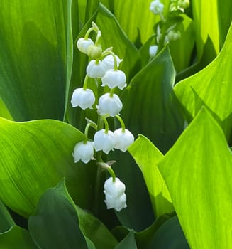 Convallaria majalis has white,blueten. It is a fragrant and poisonous plant and an important medicinal plant,Lily-of-the-valley,Convallaria majalis has white flowers. It is a scented and poisonous plant and an important medicinal plant