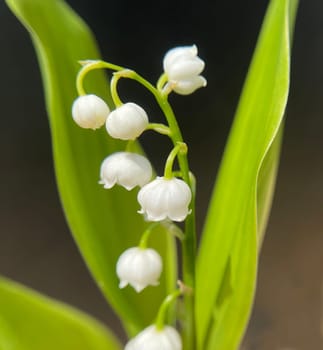 Convallaria majalis has white,blueten. It is a fragrant and poisonous plant and an important medicinal plant,Lily-of-the-valley,Convallaria majalis has white flowers. It is a scented and poisonous plant and an important medicinal plant