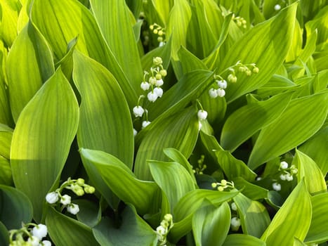Convallaria majalis has white,blueten. It is a fragrant and poisonous plant and an important medicinal plant,Lily-of-the-valley,Convallaria majalis has white flowers. It is a scented and poisonous plant and an important medicinal plant