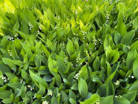 Convallaria majalis has white,blueten. It is a fragrant and poisonous plant and an important medicinal plant,Lily-of-the-valley,Convallaria majalis has white flowers. It is a scented and poisonous plant and an important medicinal plant
