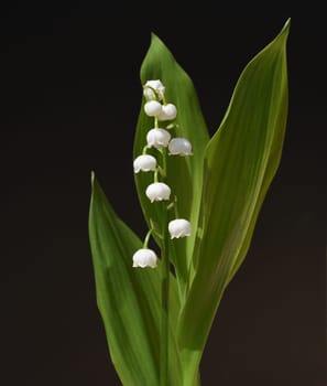 Convallaria majalis has white,blueten. It is a fragrant and poisonous plant and an important medicinal plant,Lily-of-the-valley,Convallaria majalis has white flowers. It is a scented and poisonous plant and an important medicinal plant
