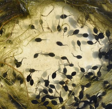 Tadpoles are post-embryonic stages of development – the larvae – of the frog. Tadpoles are postembryonic developmental stages - the larvae - of the anuran.