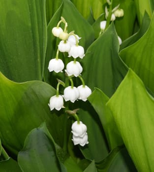Convallaria majalis has white,blueten. It is a fragrant and poisonous plant and an important medicinal plant,Lily-of-the-valley,Convallaria majalis has white flowers. It is a scented and poisonous plant and an important medicinal plant