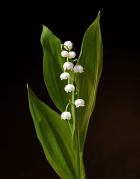 Convallaria majalis has white,blueten. It is a fragrant and poisonous plant and an important medicinal plant,Lily-of-the-valley,Convallaria majalis has white flowers. It is a scented and poisonous plant and an important medicinal plant