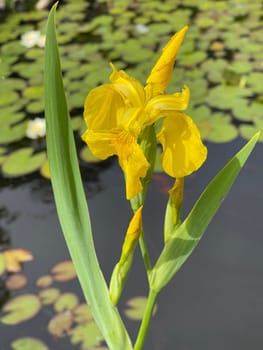 Iris pseudacorus is a water and medicinal pföanze with yellow flowers. Marsh iris,Iris pseudacorus,is an aquatic and medicinal plant with yellow flowers.