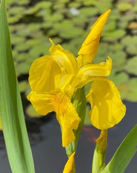 Iris pseudacorus is a water and medicinal pföanze with yellow flowers. Marsh iris,Iris pseudacorus,is an aquatic and medicinal plant with yellow flowers.