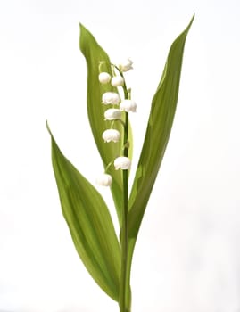 Convallaria majalis has white,blueten. It is a fragrant and poisonous plant and an important medicinal plant,Lily-of-the-valley,Convallaria majalis has white flowers. It is a scented and poisonous plant and an important medicinal plant