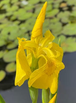Iris pseudacorus is a water and medicinal pföanze with yellow flowers. Marsh iris,Iris pseudacorus,is an aquatic and medicinal plant with yellow flowers.