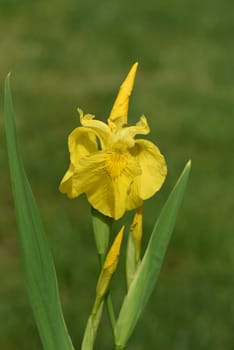 Iris pseudacorus is a water and medicinal pföanze with yellow flowers. Marsh iris,Iris pseudacorus,is an aquatic and medicinal plant with yellow flowers.