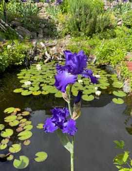 Iris,The iris is a wild flowering flower with blue flowers. The iris is a wild flower with blue flowers.