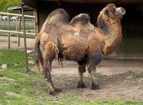 Camelus ferus is a species of mammal in the camelidae family. Bactrian camel,also known as two-humped or Bactrian camel,Camelus ferus,is a species of mammal in the camel family.