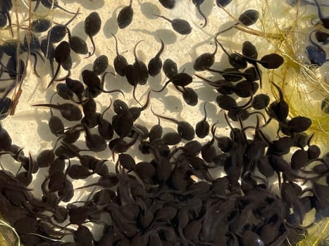 Tadpoles are post-embryonic stages of development – the larvae – of the frog. Tadpoles are postembryonic developmental stages - the larvae - of the anuran.