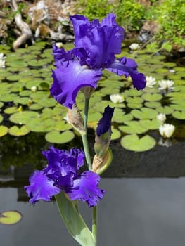 Iris,The iris is a wild flowering flower with blue flowers. The iris is a wild flower with blue flowers.