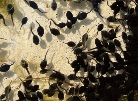 Tadpoles are post-embryonic stages of development – the larvae – of the frog. Tadpoles are postembryonic developmental stages - the larvae - of the anuran.