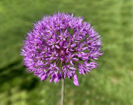 Ornamental garlic,giant leek,Allium giganteum is a beautiful ornamental plant in the garden and has purple flowers. Ornamental Lily,Giant Lily,Allium Giganteum is a beautiful ornamental plant in the garden and has purple flowers.
