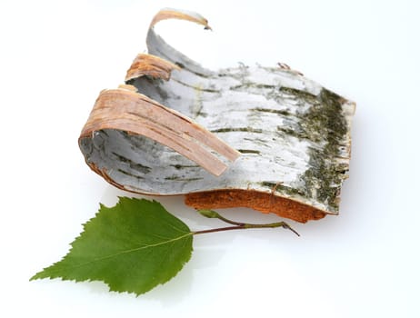 Birch tree,birch Betula,is a native tree that is also used medicinally as a medicinal plant. Birch tree,birch betula,is a native tree that is also used medicinally as a medicinal plant.