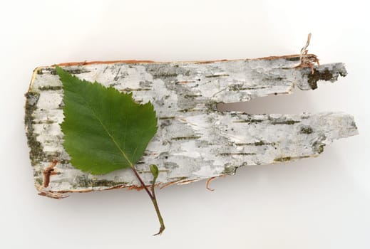 Birch tree,birch Betula,is a native tree that is also used medicinally as a medicinal plant. Birch tree,birch betula,is a native tree that is also used medicinally as a medicinal plant.