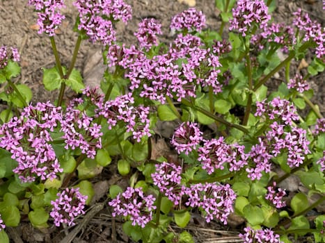 African valerian,Fedia cornucopiae,is a medicinal plant with purple flowers. African valerian,Fedia cornucopiae,is a medicinal plant with purple flowers.